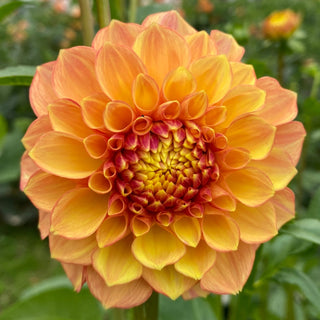 Dahlia ‘Lakeview Lucky’