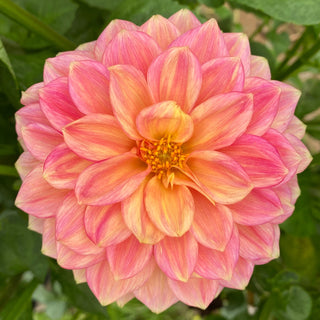 Dahlia ‘Lakeview Lucky’