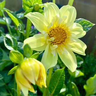 Dahlia ‘Ferncliff Lemon Kiss’