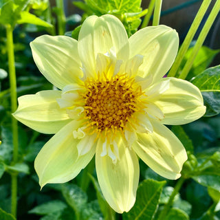 Dahlia ‘Ferncliff Lemon Kiss’