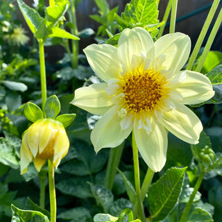 Dahlia ‘Ferncliff Lemon Kiss’