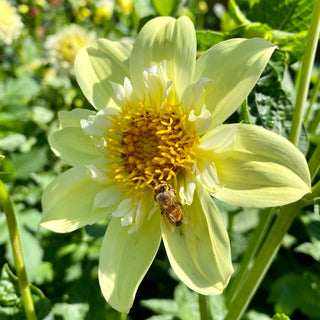 Dahlia ‘Ferncliff Lemon Kiss’