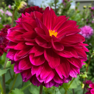 Dahlia ‘Lupin Chris’