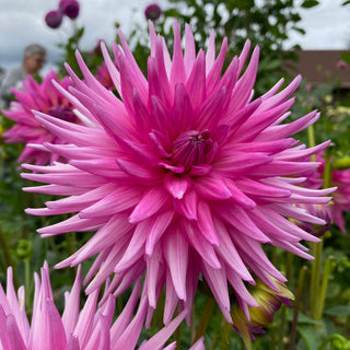 Dahlia ‘Maks Sorbet’