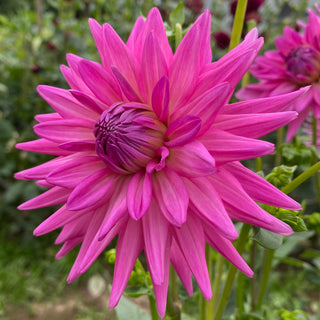 Dahlia ‘Maks Sorbet’