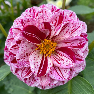 Dahlia ‘Mission Jazzy’