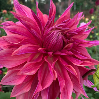 Dahlia ‘Penhill Dark Monarch’