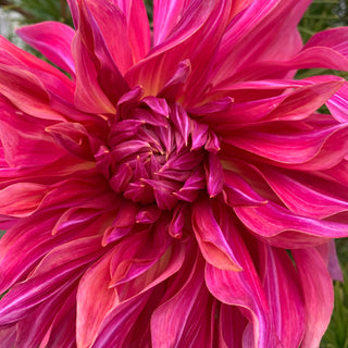 Dahlia ‘Penhill Dark Monarch’