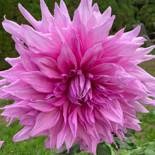 Dahlia ‘Pennsgift’