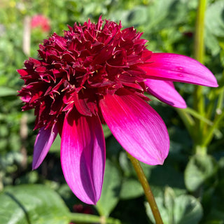 Dahlia ‘Poodle Skirt’