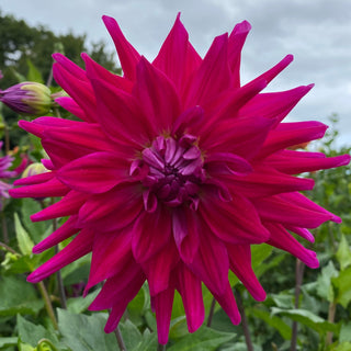 Dahlia ‘Raspberry Royale’