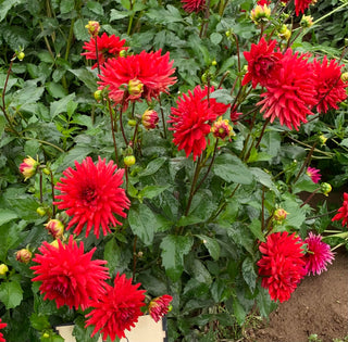 Dahlia ‘Red Pygmy'