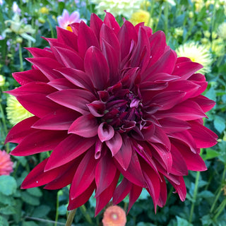 Dahlia ‘Rip City’