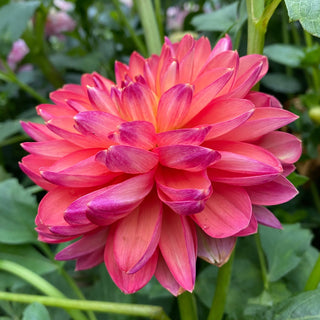 Dahlia 'Smokey Summer'