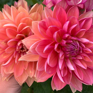 Dahlia 'Smokey Summer'