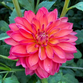 Dahlia 'Smokey Summer'