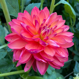 Dahlia 'Smokey Summer'