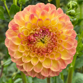 Dahlia ‘Snoho Doris’