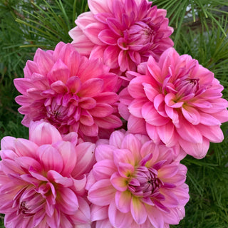 Dahlia 'Southern Bell'