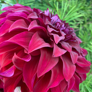 Dahlia ‘Spartacus’