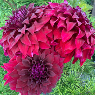 Dahlia ‘Spartacus’