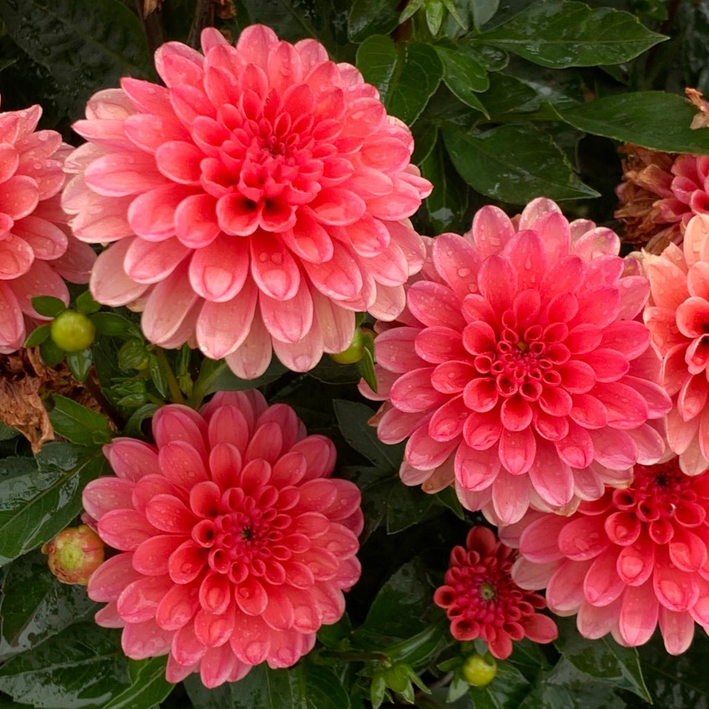 Preorder Dahlia 'Terracotta’ | Amsterdam Garden Centre