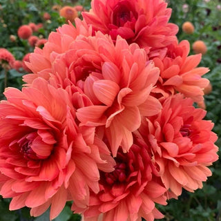 Dahlia ‘WD Brooke'