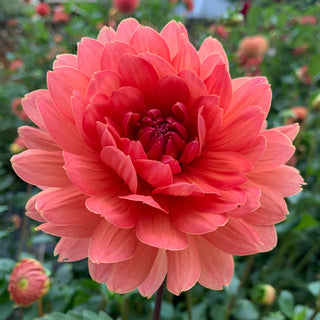 Dahlia ‘WD Brooke'