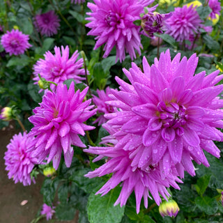 Dahlia ‘Worton Blue Streak’