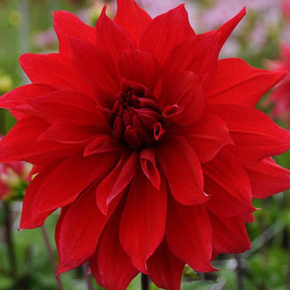 Dahlia ‘Babylon Red’