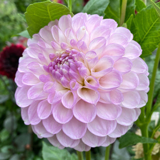 Dahlia ‘Snoho Sonia’