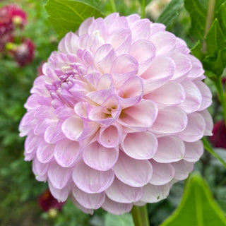 Dahlia ‘Snoho Sonia’