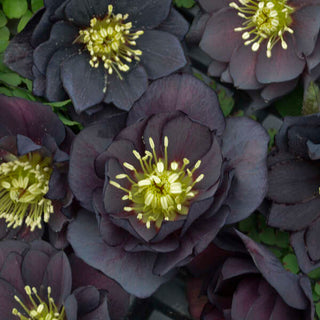 Hellebore ‘Dark and Handsome’