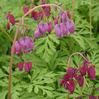 Dicentra Formosa Bacchanal