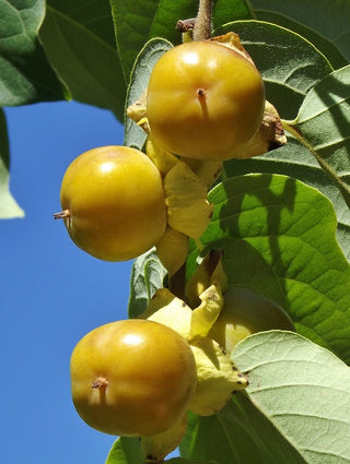 Persimmon - Diospyros virginiana ‘Prairie Star’