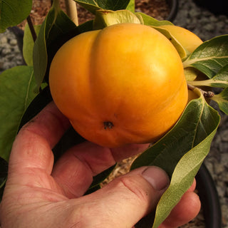 Persimmon Robin