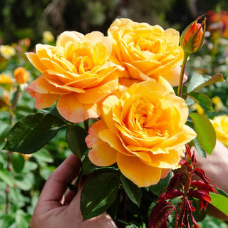 Rose ‘Doris Day’