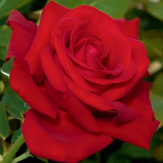 Rose ‘Drop Dead Red’