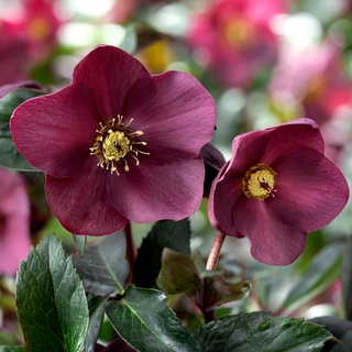 Hellebore ‘HGC Ice ‘N Roses Early Red’