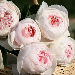 Rose ‘Parfuma Earth Angel’