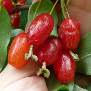Goumi Berry - Elaeagnus multiflora 'Red Gem'