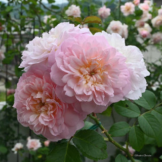 Rose ‘Elizabeth'