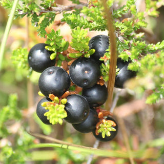 Empetrum Nigrum