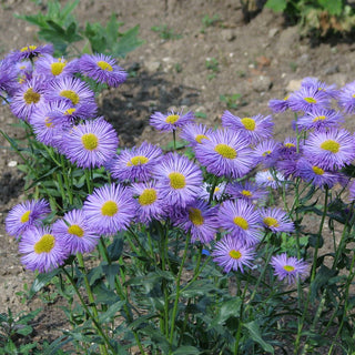 Erigeron Speciosus