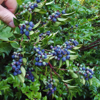 Blueberry - Vaccinium ovatum 'Thunderbird'