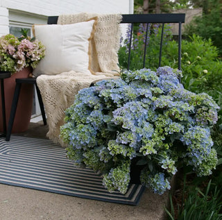 Hydrangea serrata 'Fairytrail Fresco'