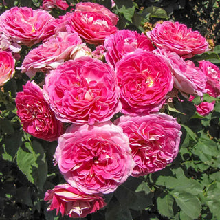 Rose ‘Fashion Forward’