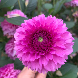 Dahlia 'Ferncliff Pincushion’