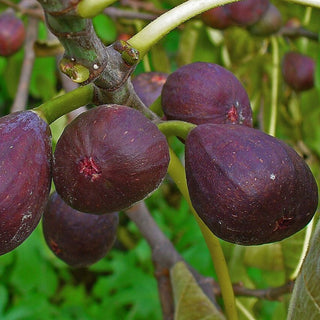 Fig LSU Purple