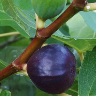 Fig - Ficus carica ‘Beer's Black’